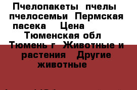 Пчелопакеты, пчелы, пчелосемьи (Пермская пасека) › Цена ­ 5 000 - Тюменская обл., Тюмень г. Животные и растения » Другие животные   